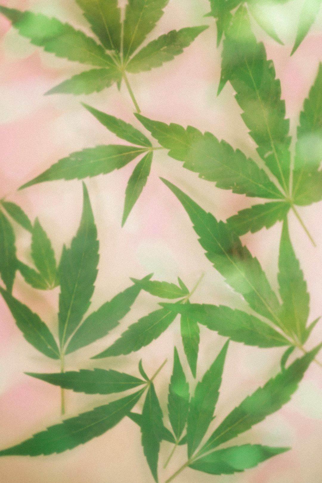 Marijuana