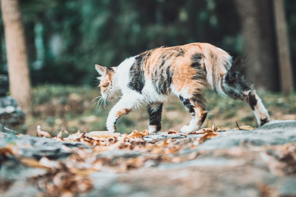 brown white and black cat walking on brown dried leaves during daytime