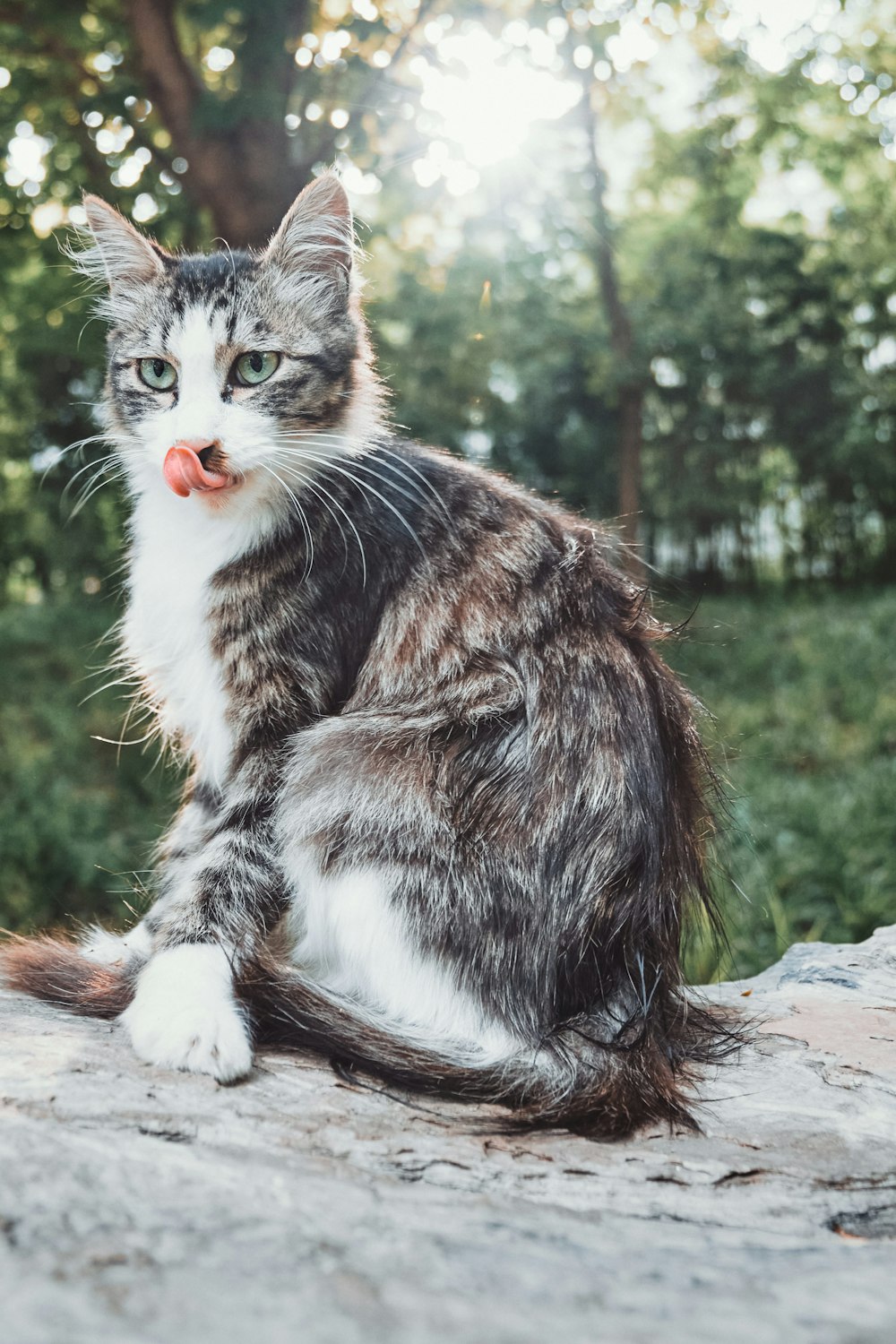 Schwarze und weiße Katze auf braunem Felsen