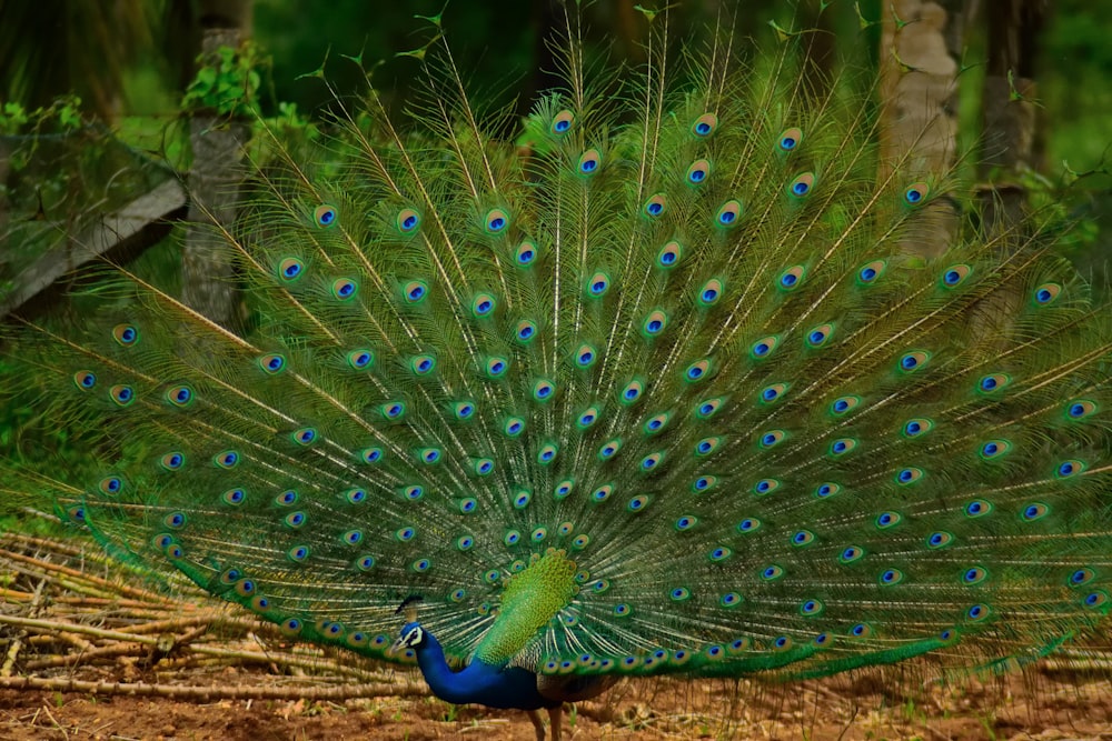 peacock on brown soil during daytime