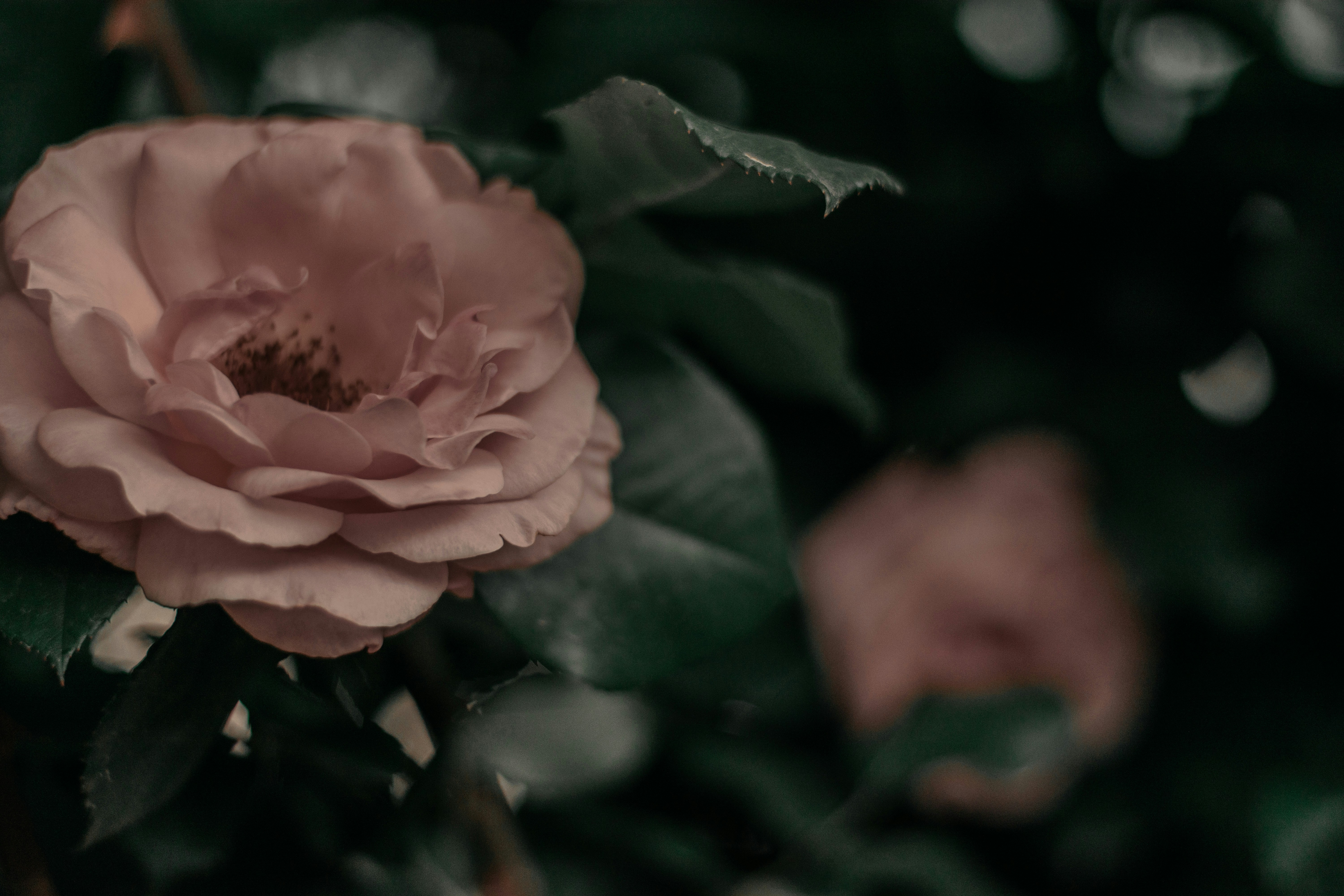 Photo by roxanamaria