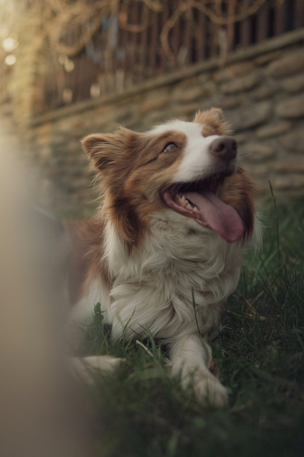 white and brown long coat small dog sitting on green grass during daytime