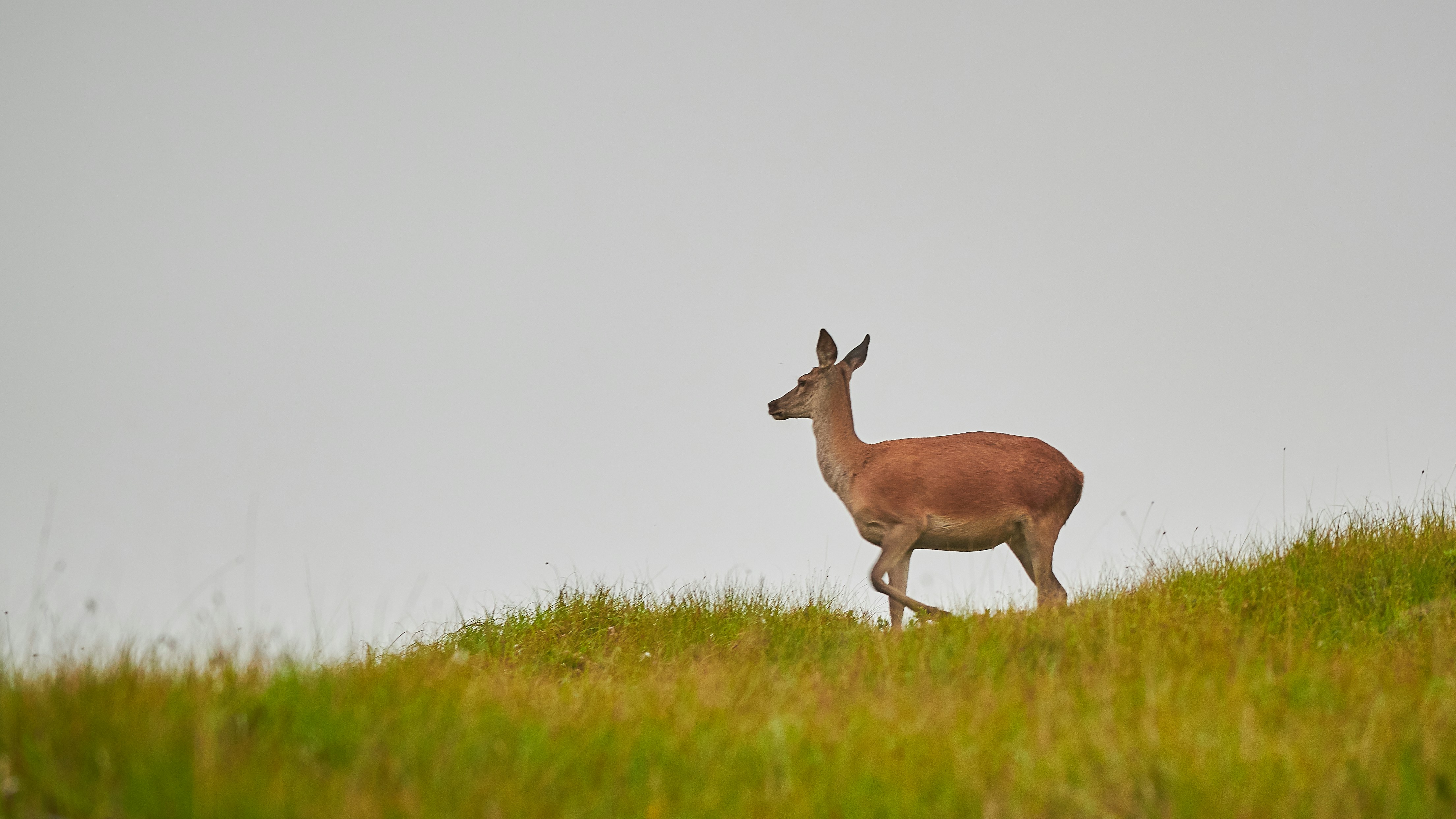 Photo by johnygoerend