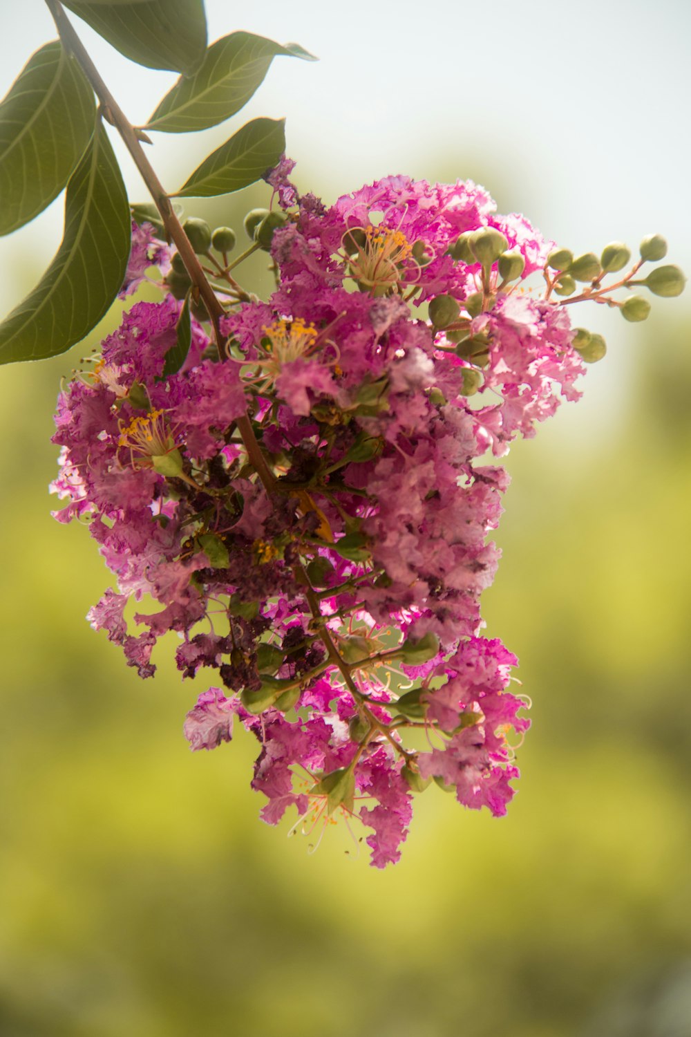 pink flowers in green leaves