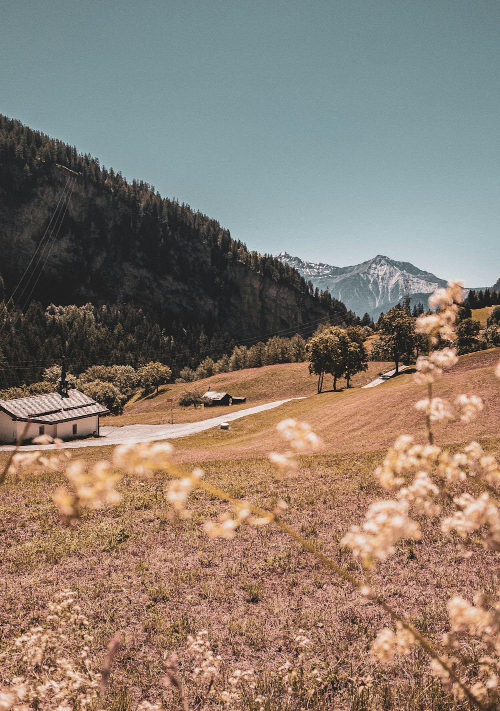 white flower field near green trees and mountain during daytime