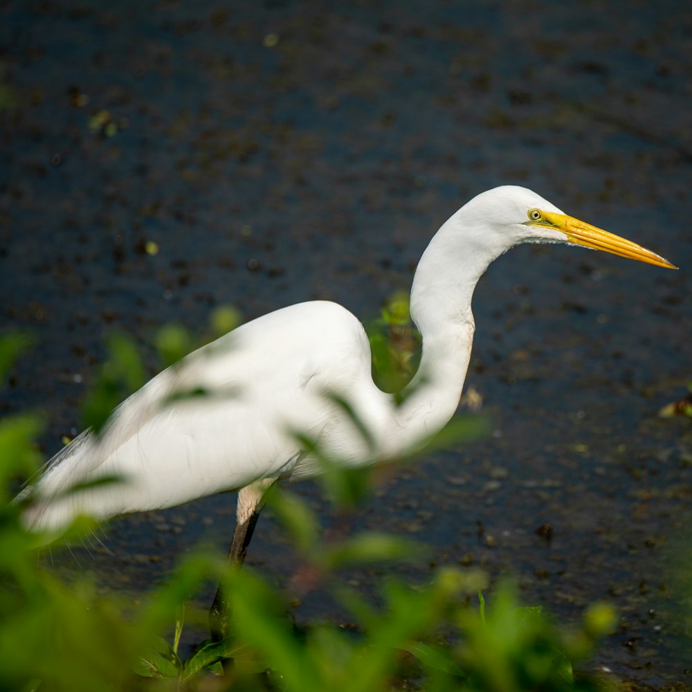 uccello bianco su erba verde durante il giorno