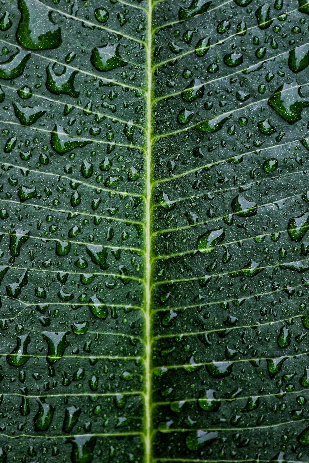 water droplets on green leaf