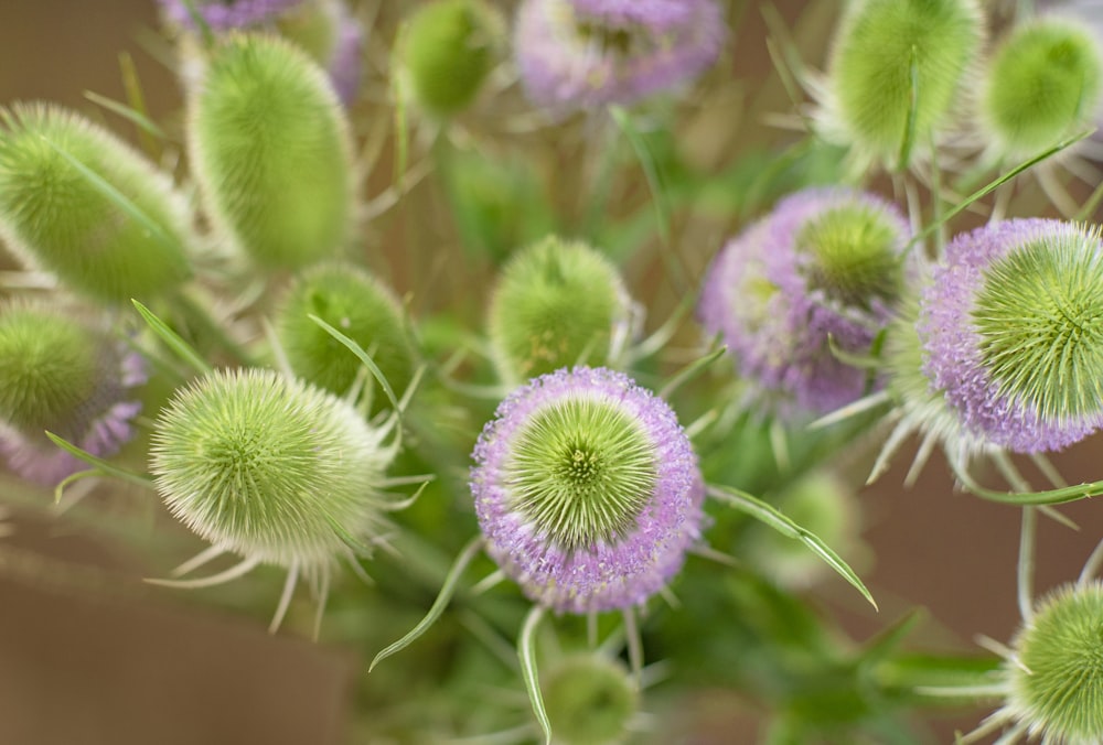 green and purple flower buds