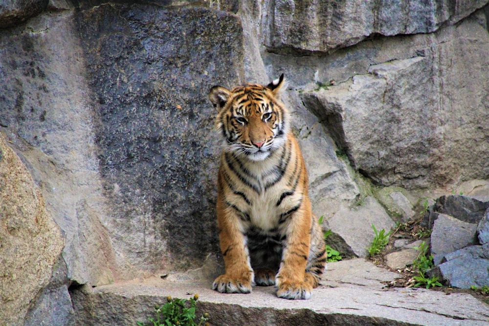 brown and black tiger on gray rock