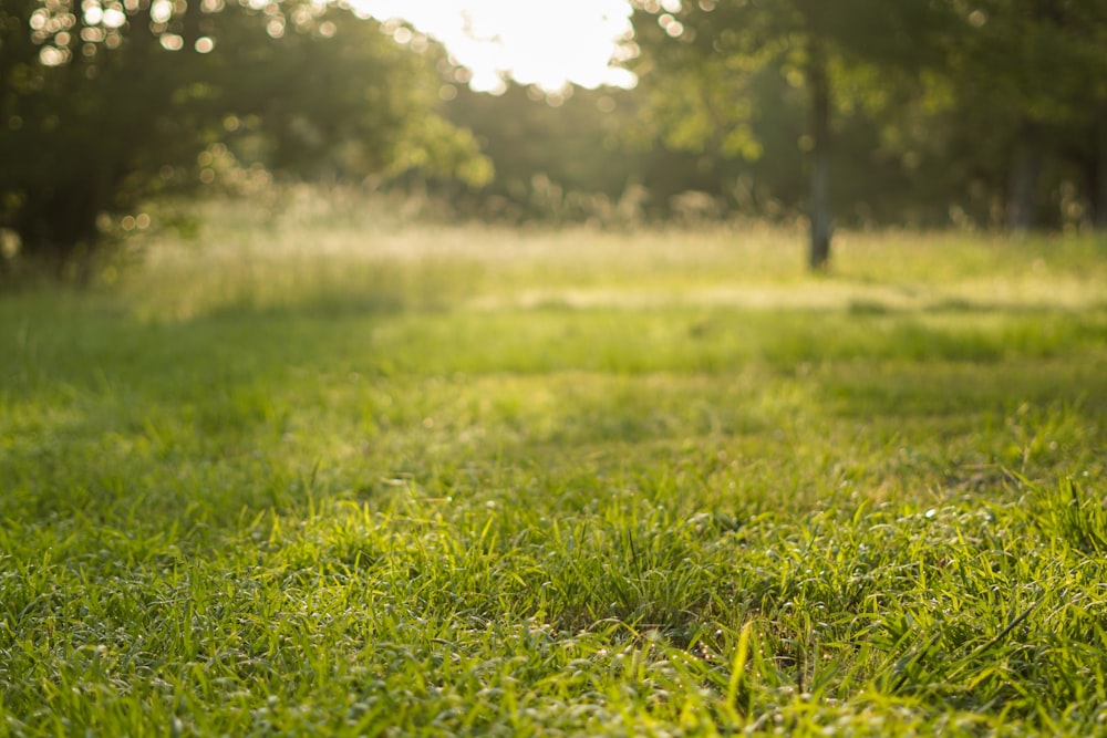 green grass field during daytime