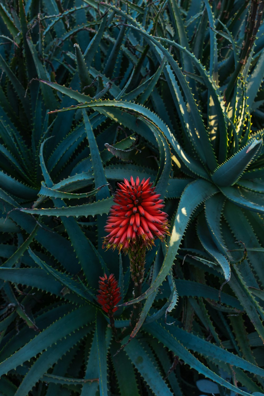 red and green plant during daytime