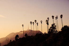 silhouette of trees during sunset