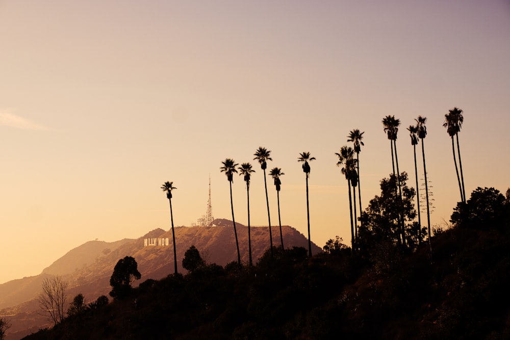 silhouette of trees during sunset