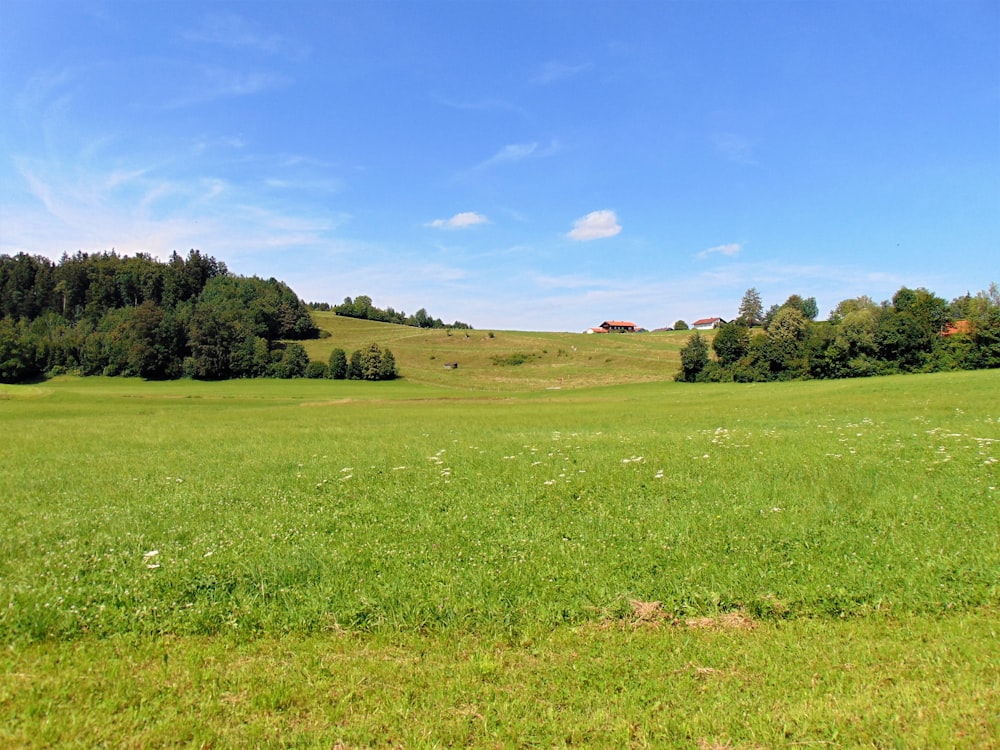 green grass field under blue sky during daytime