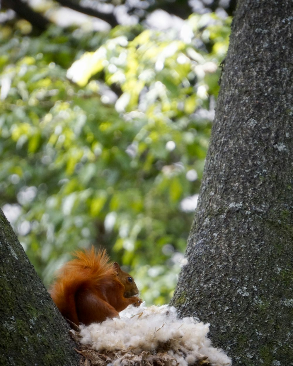 brown and white squirrel on tree trunk during daytime