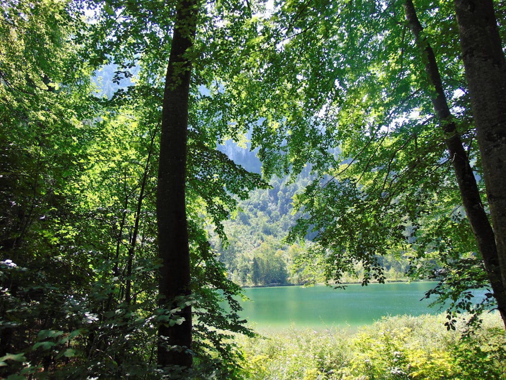 green trees near lake during daytime