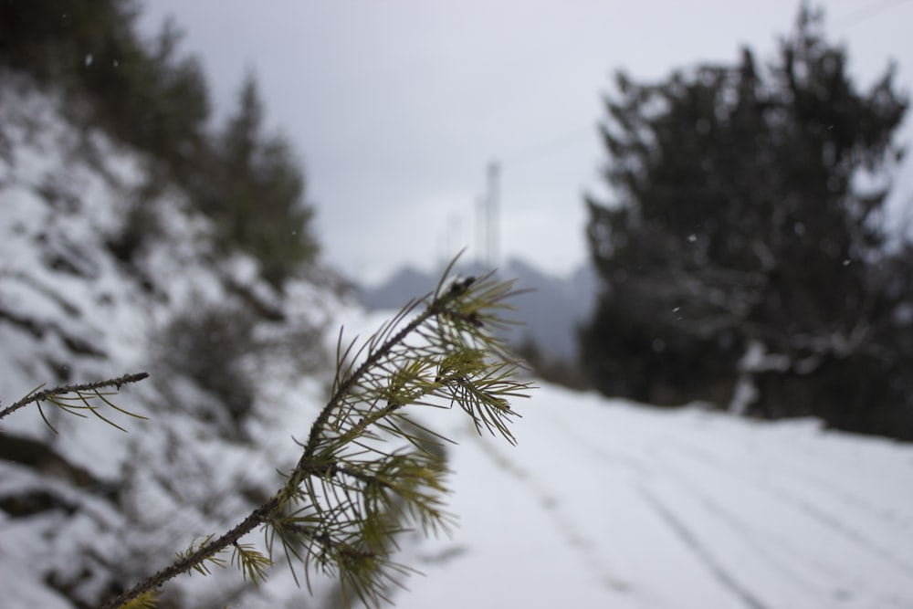 green tree covered with snow