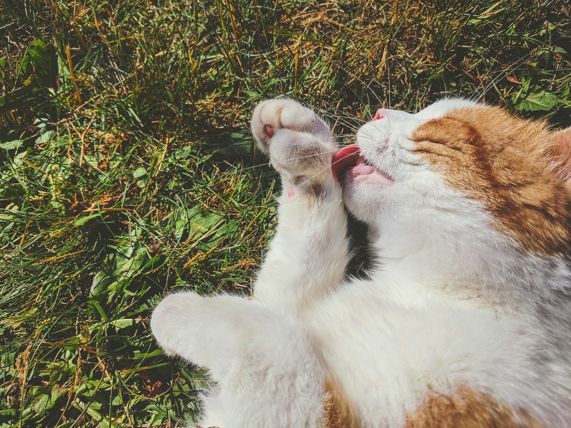 an orange-and-white cat lying on grass and licking one of its paws