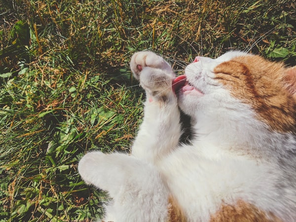 an orange-and-white cat lying on grass and licking one of its paws