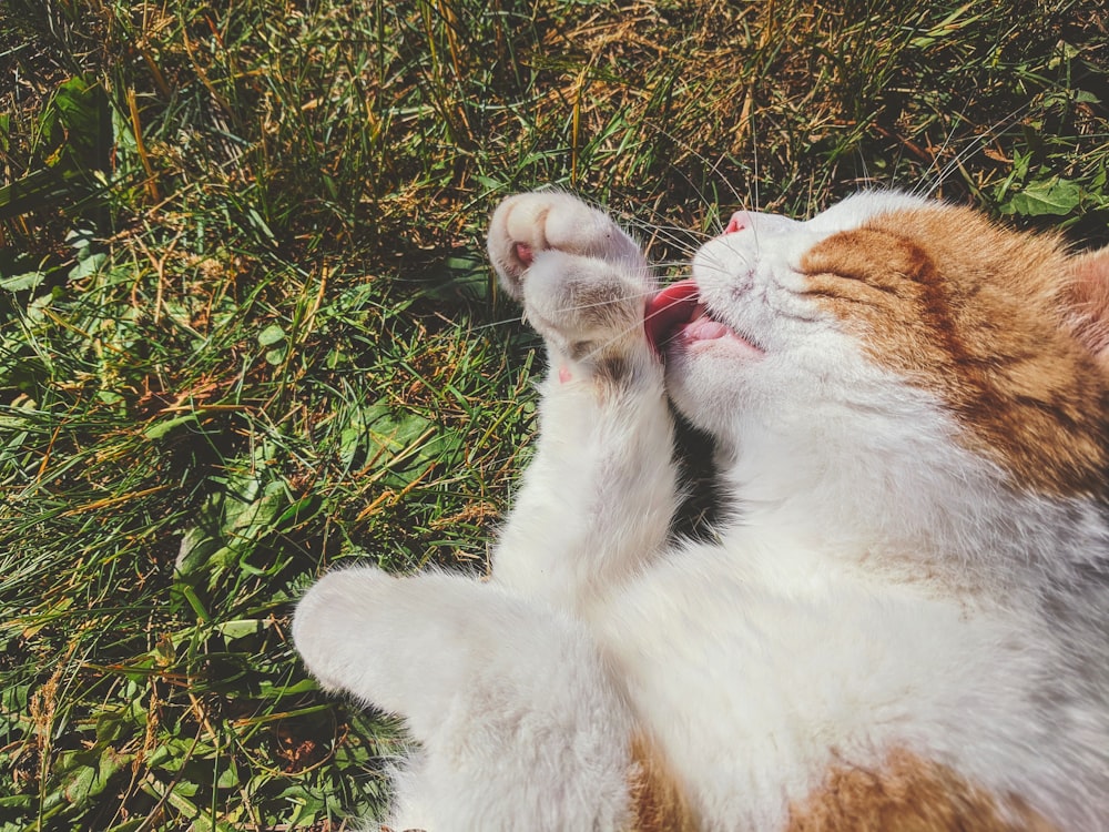 white and brown cat lying on green grass