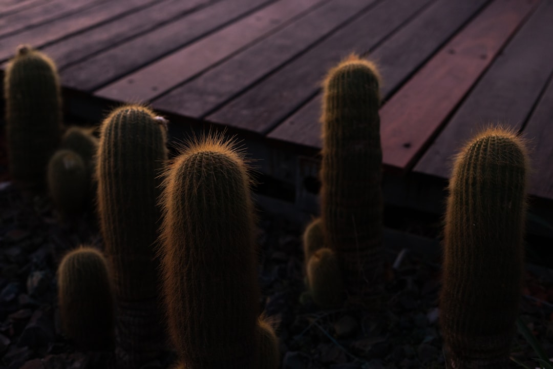 green cactus plants on brown wooden plank