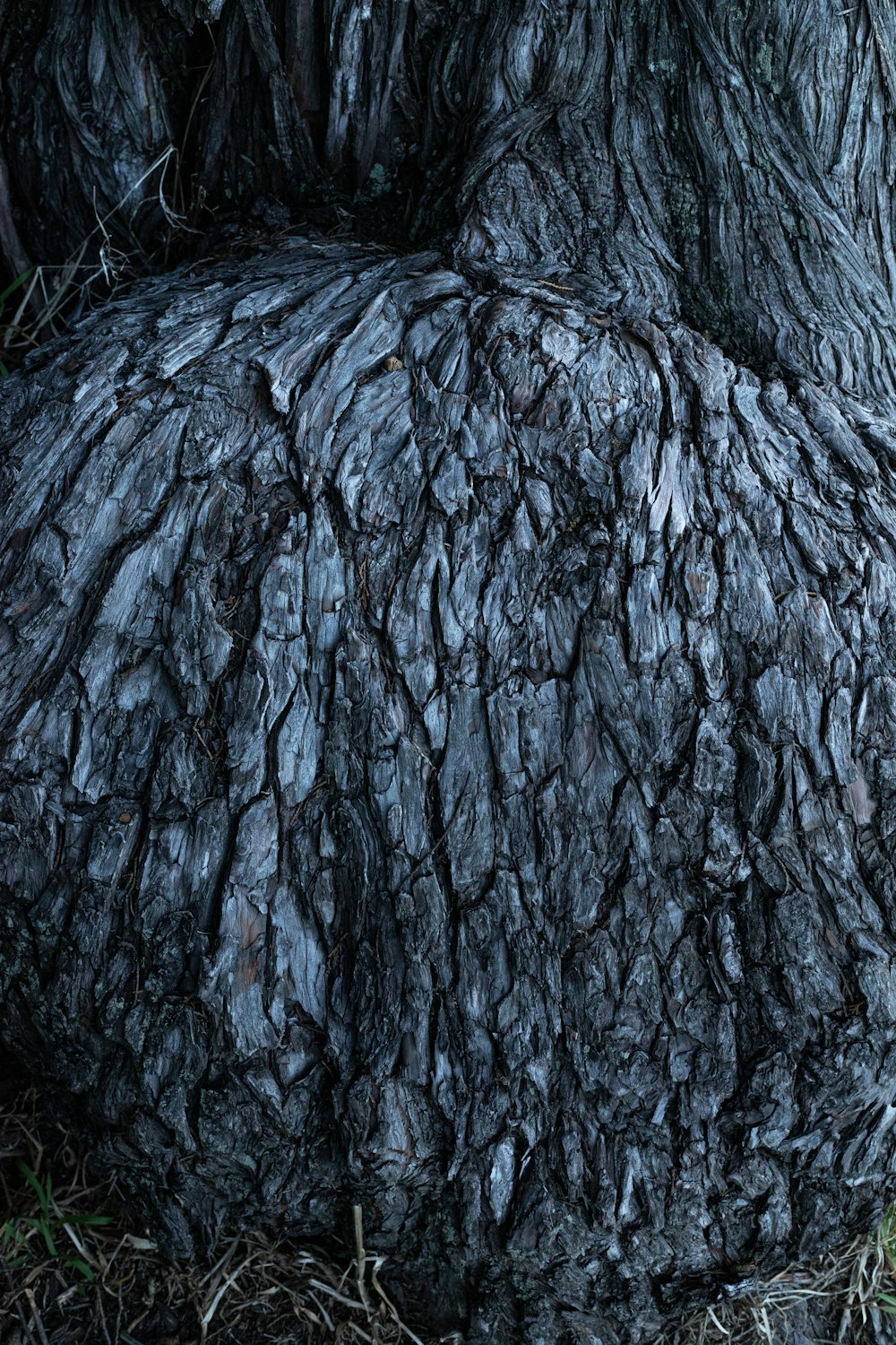 gray tree trunk during daytime