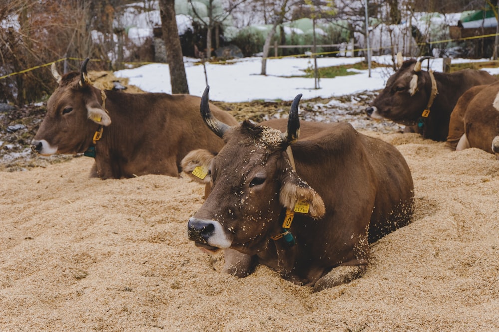 brown cow on brown field during daytime