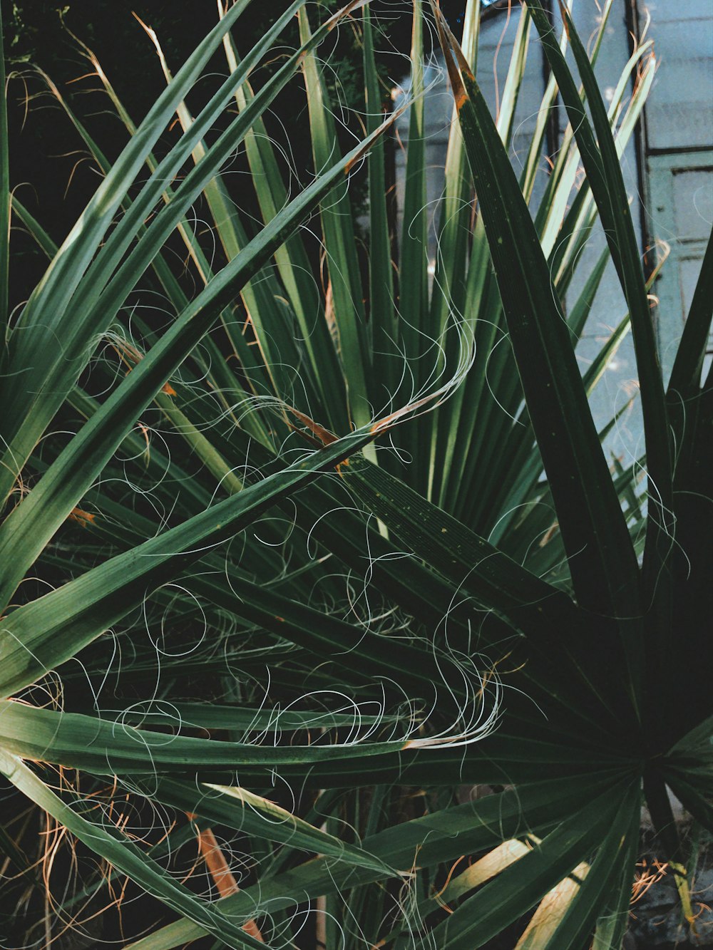 green plant near white metal fence