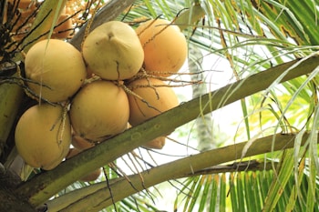 A cluster of ripe coconuts hangs from a palm tree amidst a background of long, arching green leaves. The coconuts are a light brown color, and their husks are textured, showing natural patterns and lines. Thin, dried stems are visible around the coconuts, contrasting with the fresh green of the leaves.