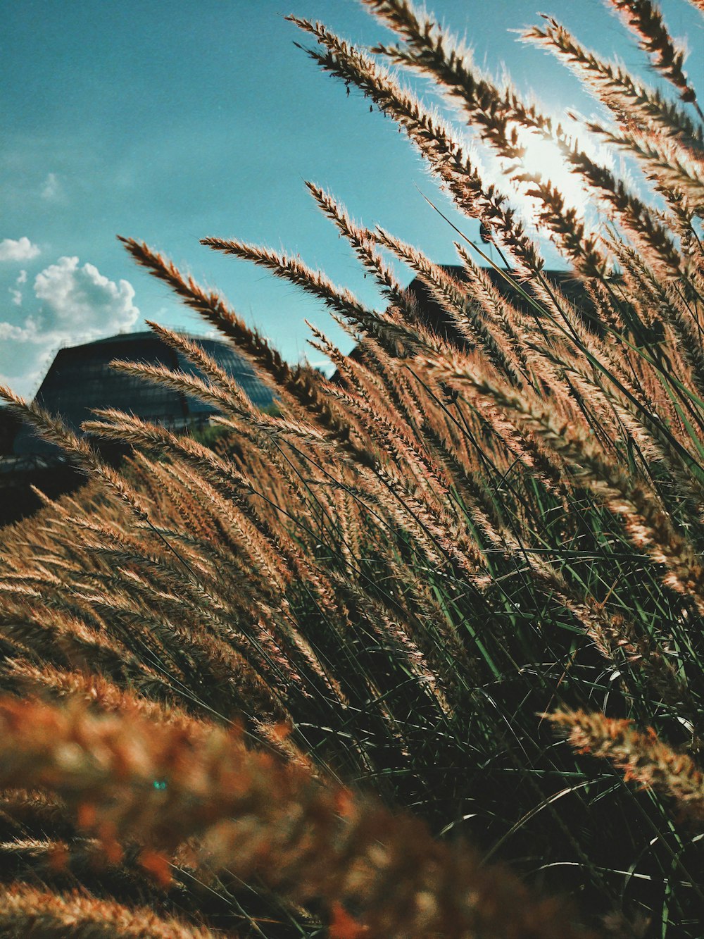 Braunes Weizenfeld unter blauem Himmel tagsüber