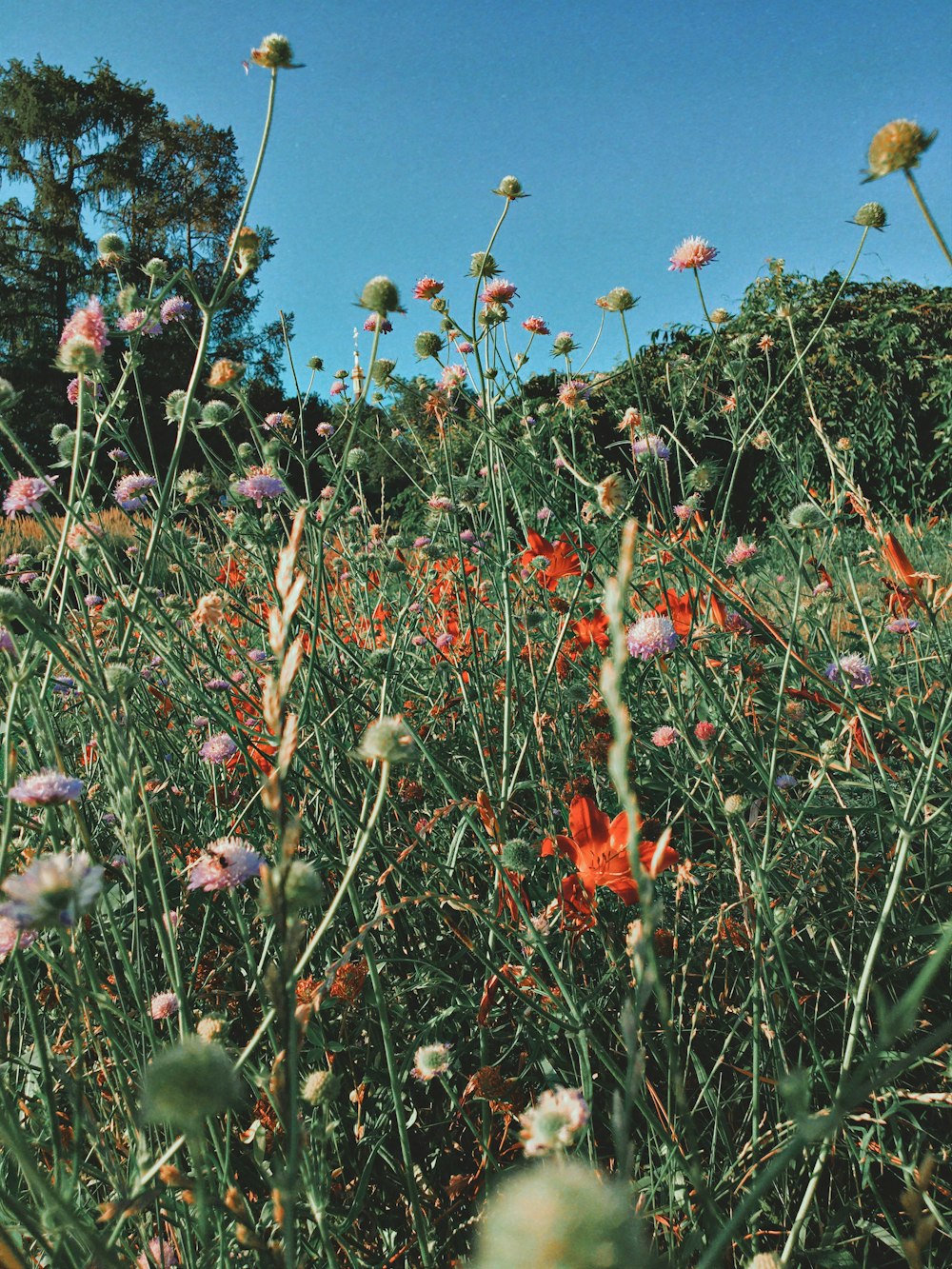 fleurs blanches et rouges sous ciel bleu pendant la journée