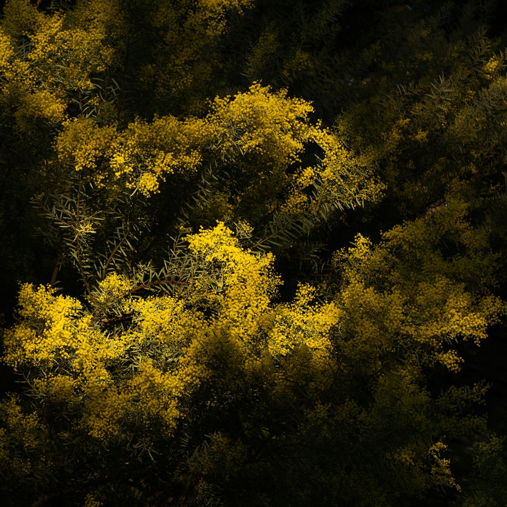 green and yellow leaf trees