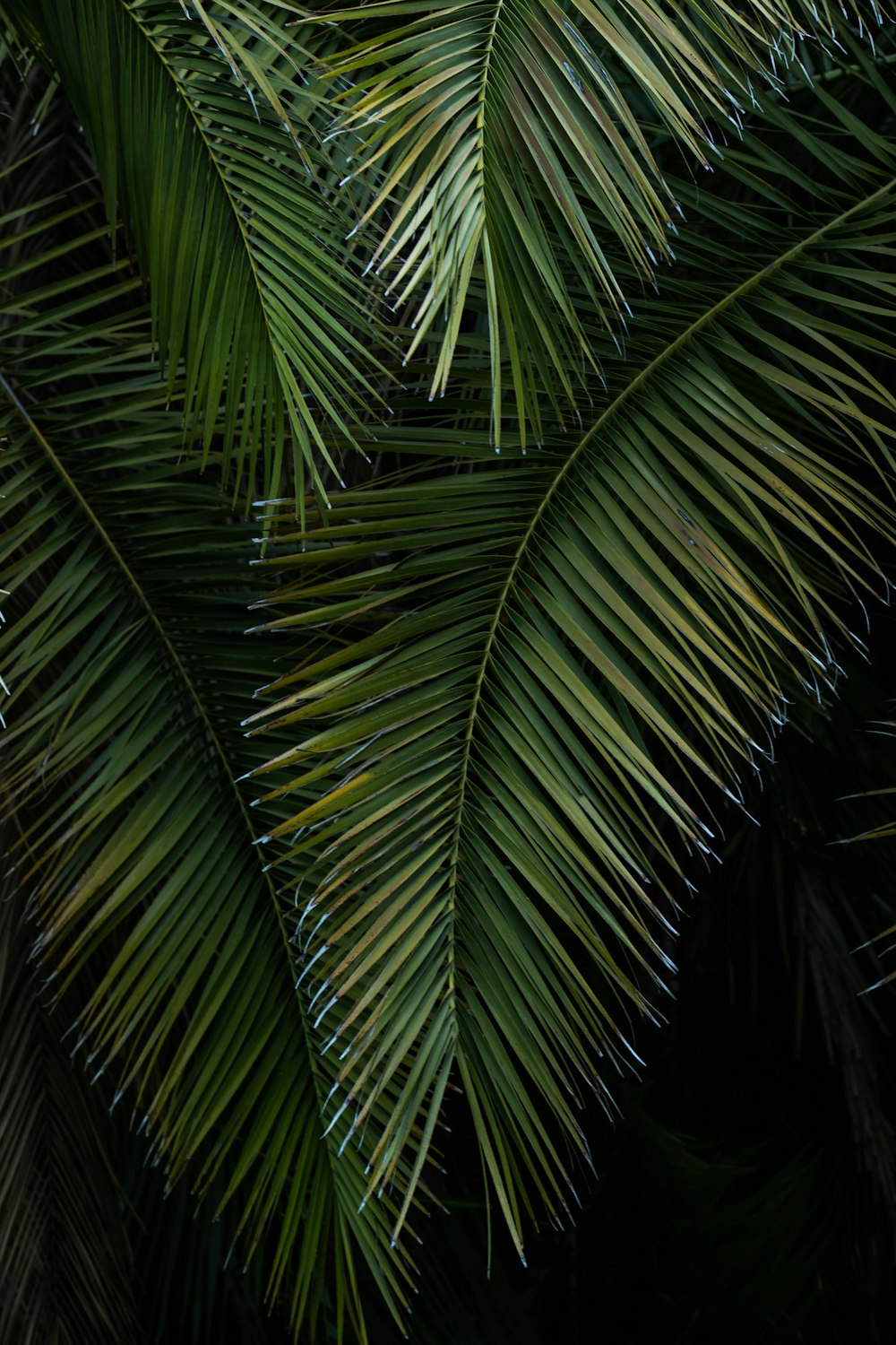 Palmier vert pendant la nuit