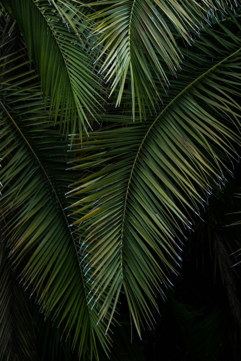 green palm plant during night time