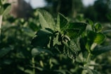 Close-up of fresh mint leaves symbolizing new financial growth.