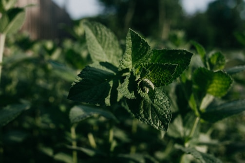 Close-up of fresh Himalayan herbs gently held in soft morning light, capturing their vibrant green and natural purity.