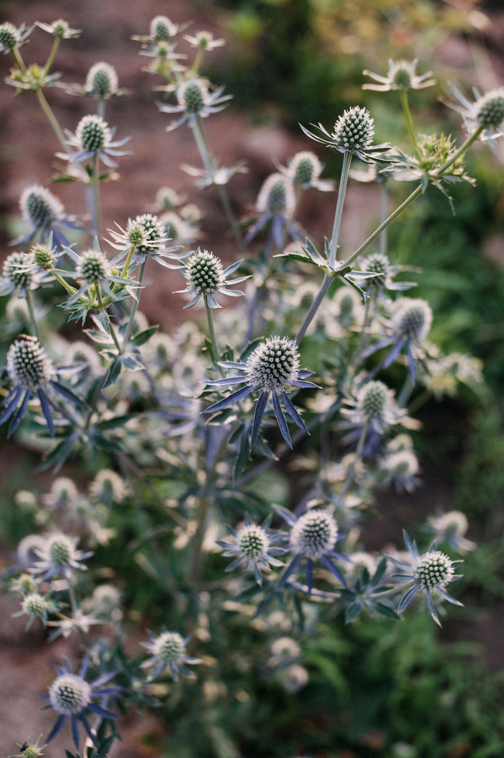 purple flowers in tilt shift lens