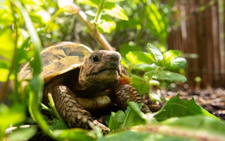 brown and black turtle on green leaves