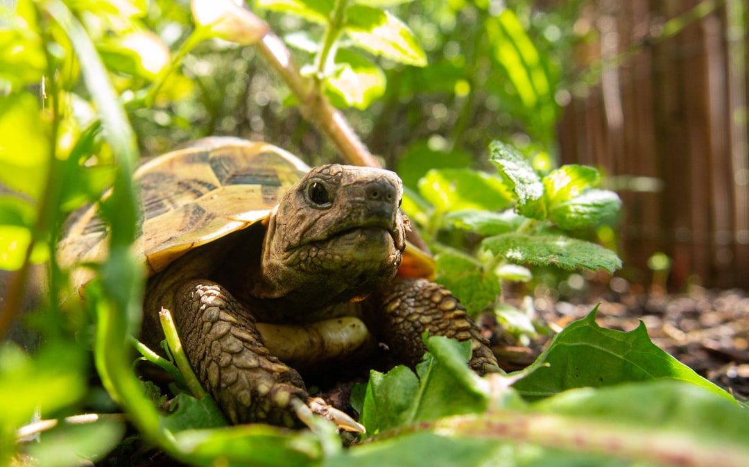 Stratégie Trading tortue 