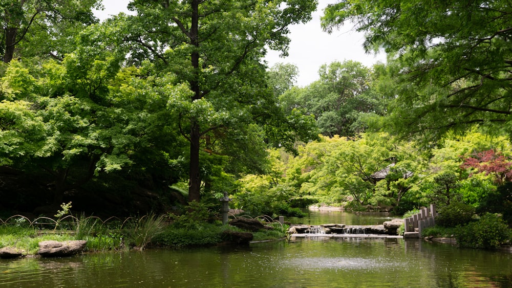 Árboles verdes junto al río durante el día