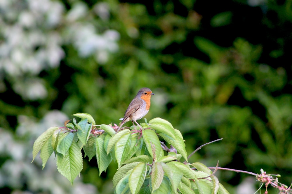 brown and orange bird on green leaf plant during daytime