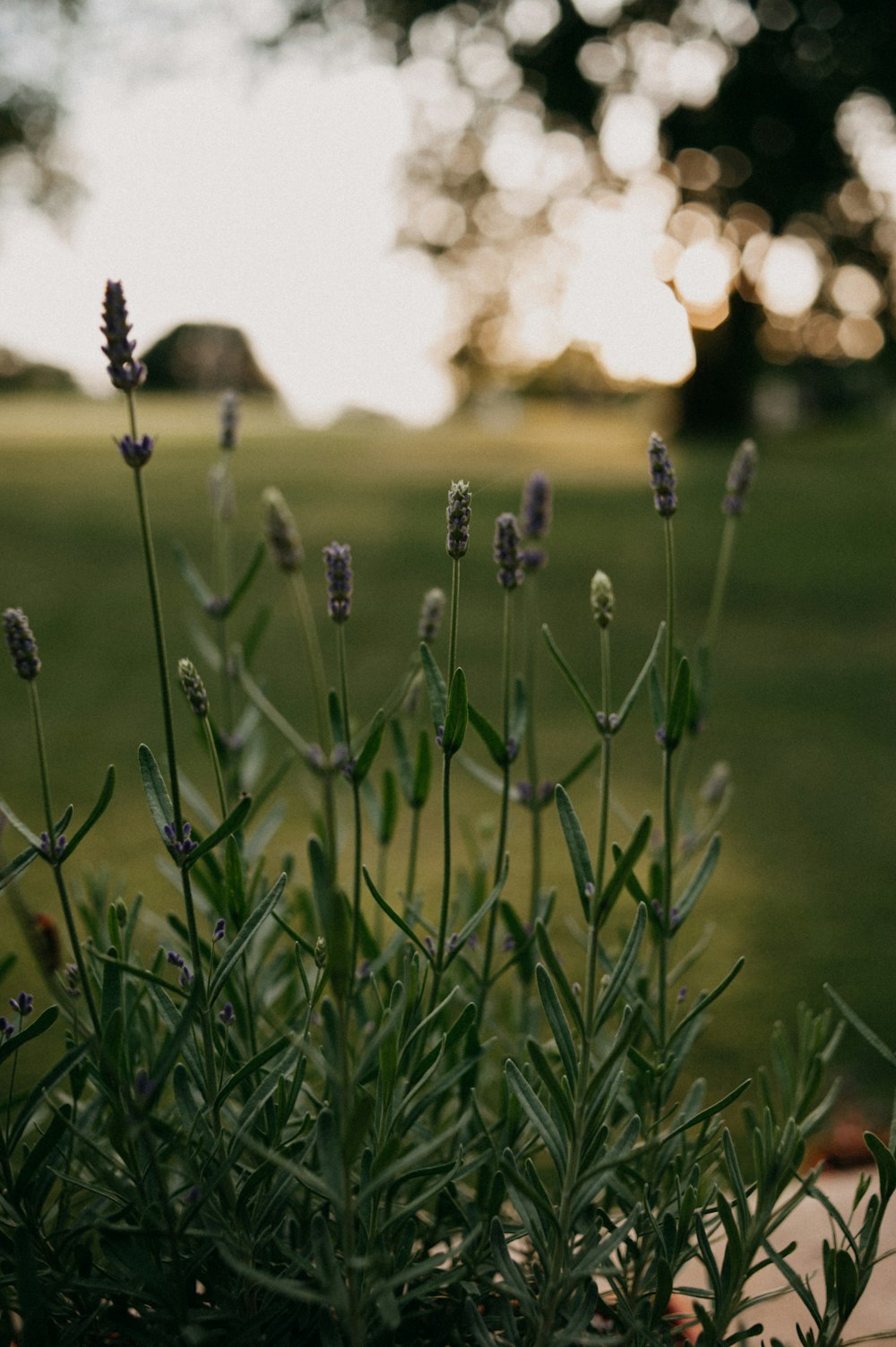 green grass field during sunset