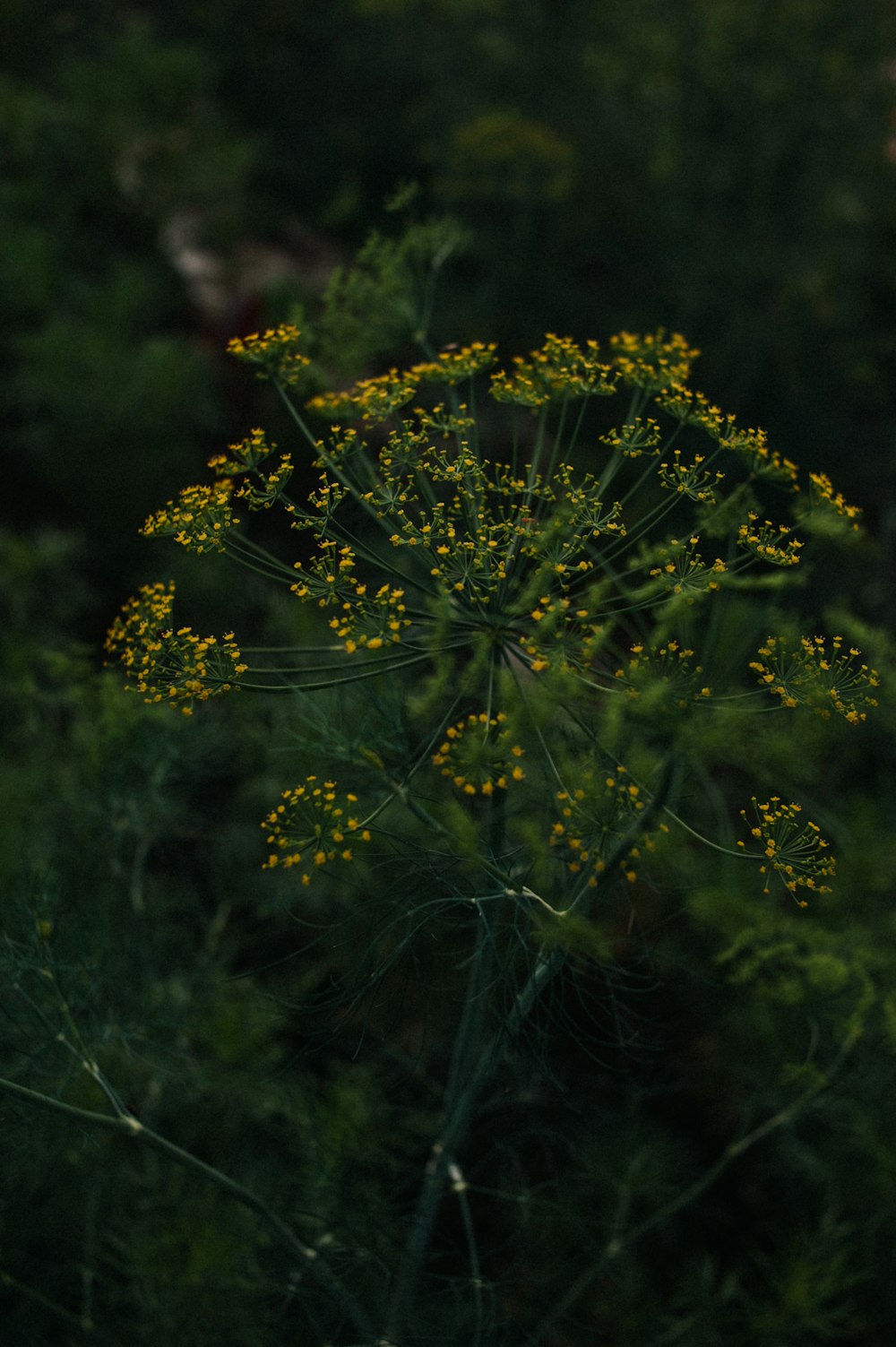 yellow flowers in tilt shift lens