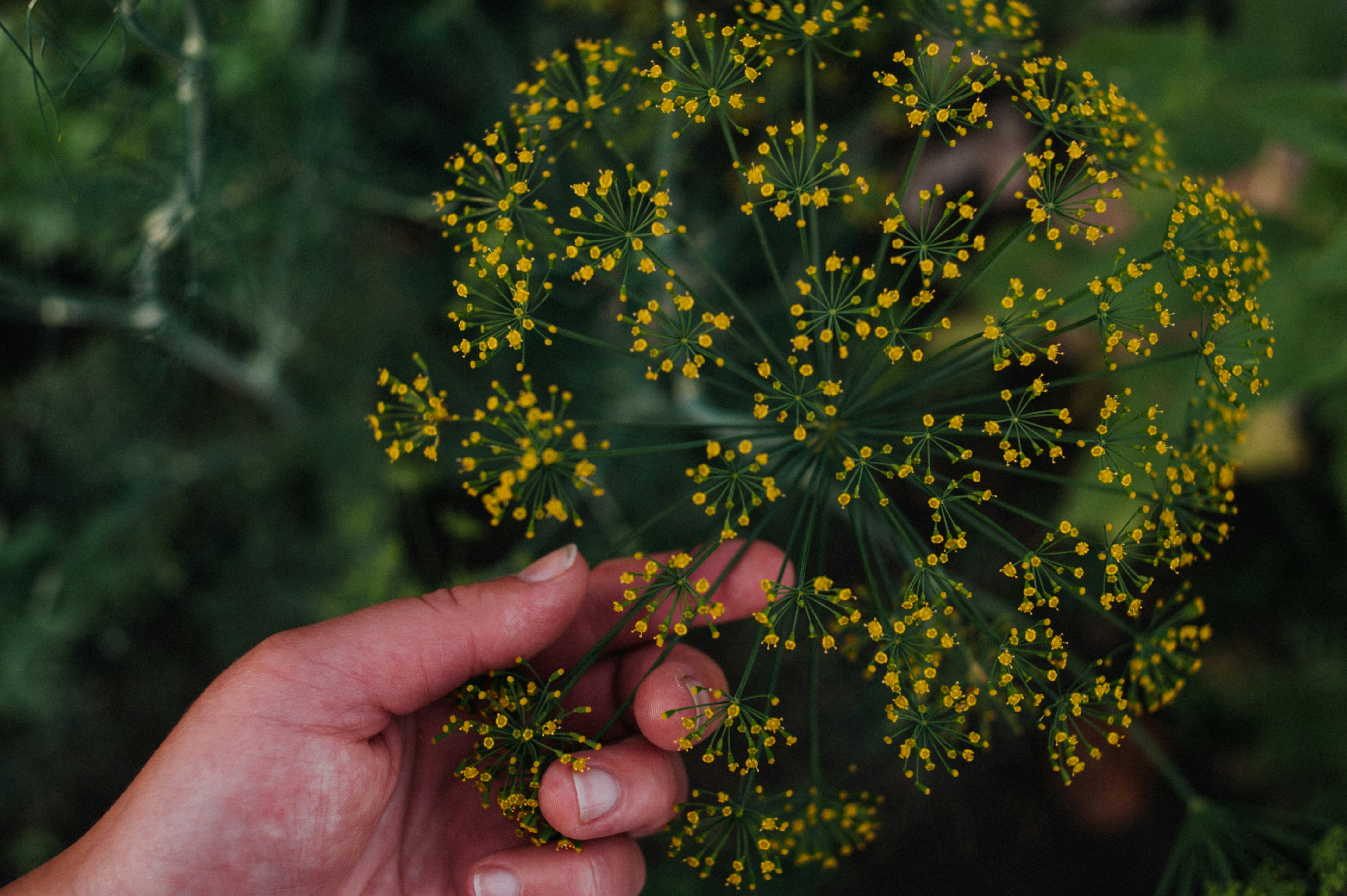 Choose from a curated selection of yellow wallpapers for your mobile and desktop screens. Always free on Unsplash.