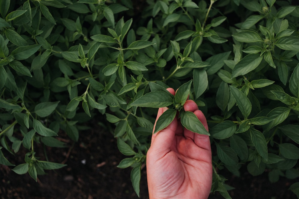 person holding green leaves during daytime