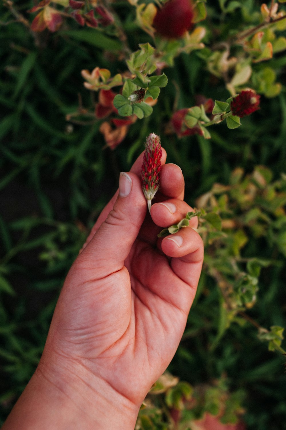 red and white flower on persons hand