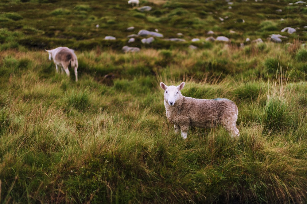 white and brown goats on green grass field during daytime