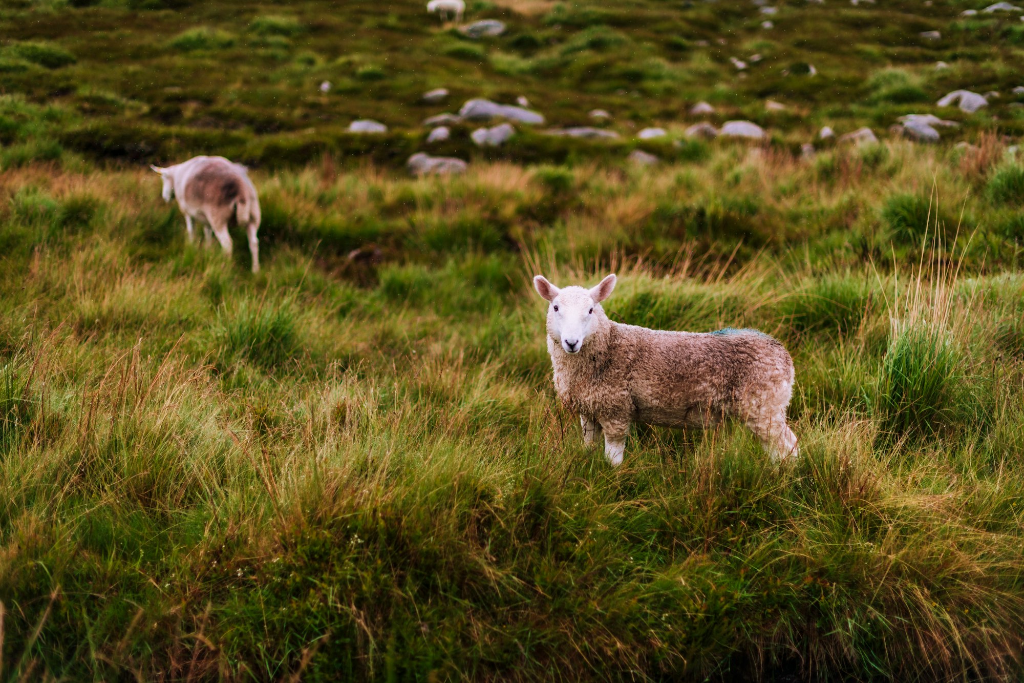 A sassy sheep in the Wicklow mountains, Ireland.