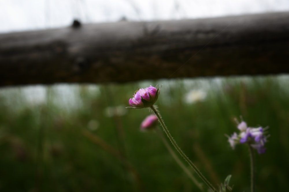 purple flower on brown tree branch