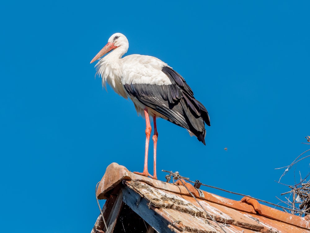 Cicogna bianca appollaiata su palo di legno marrone sotto cielo blu durante il giorno